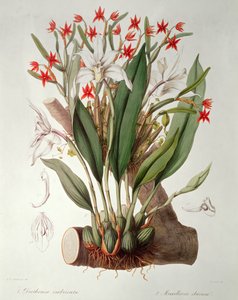 Orchidee: Diothonca imbricata und Maxillaria eburnea aus 